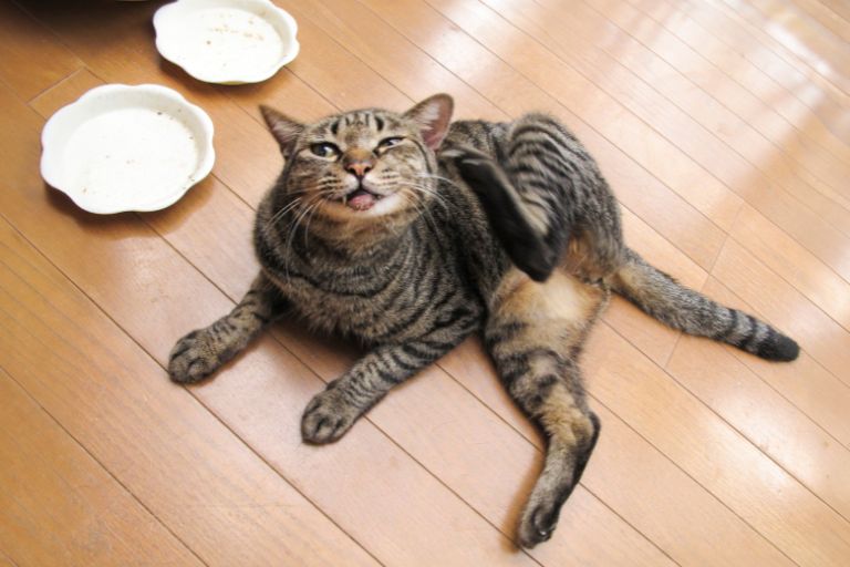 飼育費の内訳とその目安