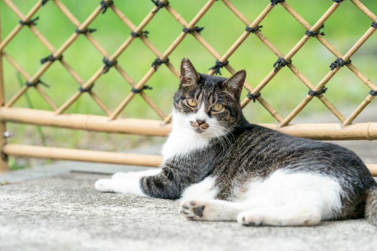 猫を飼うと生涯でどれくらいの費用がかかる？フード代や医療費まで徹底解説